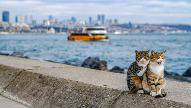 Photo of Istanbul želi aplikacijom locirati sve mačke i pse koji lutaju gradskim ulicama