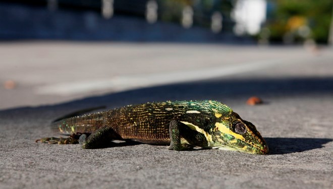 "Iguana" kiša s neba na Floridi u SAD-u