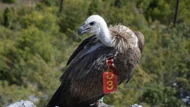 Photo of BiH: U Blagaju uginuo bjeloglavi sup Luka