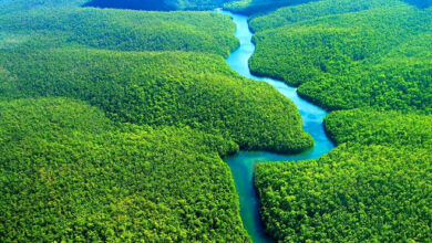 Photo of Klimatske promjene izbrisat će Amazonsku prašumu s lica Zemlje do 2064.