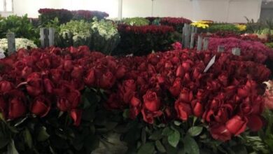 Photo of Turska: Izvoz 70 miliona cvjetova uoči Valentinova