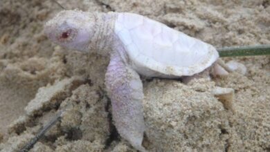 Photo of Beba albino kornjača koja se bori za preživljavanje pronađena u Australiji