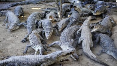 Photo of Južnoafrička Republika: Veliki broj krokodila pobjegao iz uzgajališta