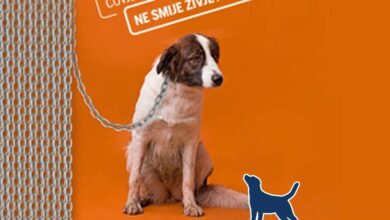 Photo of Hrvatska: “Mreža za zaštitu životinja” traži zabranu držanja pasa na lancu