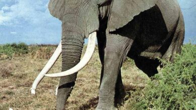 Photo of U Zimbabveu moguć odstrel velikog broja slonova