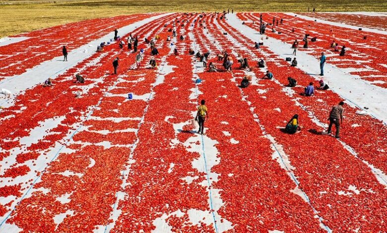 Sezona sušenja paradajza na suncu u crveno obojila polja u Diyarbakiru