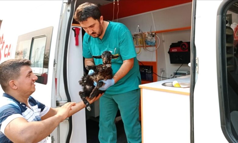 Veterinarska ambulanta pomaže životinjama povrijeđenim u šumskim požarima