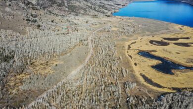 Photo of Pando, u SAD-u, star oko 80.000 godina