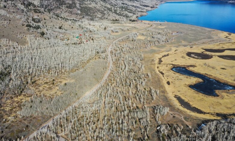 Pando, u SAD-u, star oko 80.000 godina