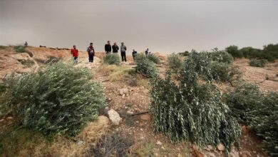 Photo of Jevrejski doseljenici uništili palestinske maslinjake na okupiranoj Zapadnoj obali