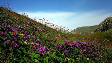 Photo of Biljke cvjetaju mjesec ranije zbog klimatskih promjena u Velikoj Britaniji