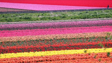Photo of Holandija: Proljećni pogled na polje tulipana u Lisseu
