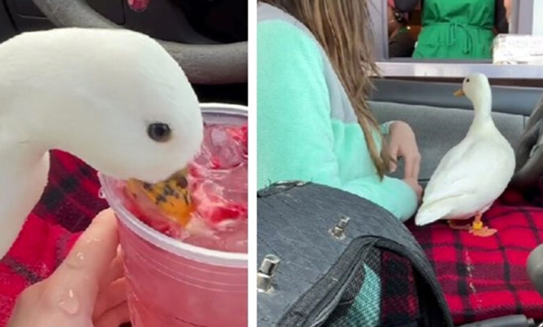 Djevojka ima patke za kućne ljubimce. Zajedno se voze u autu, gledaju televiziju...