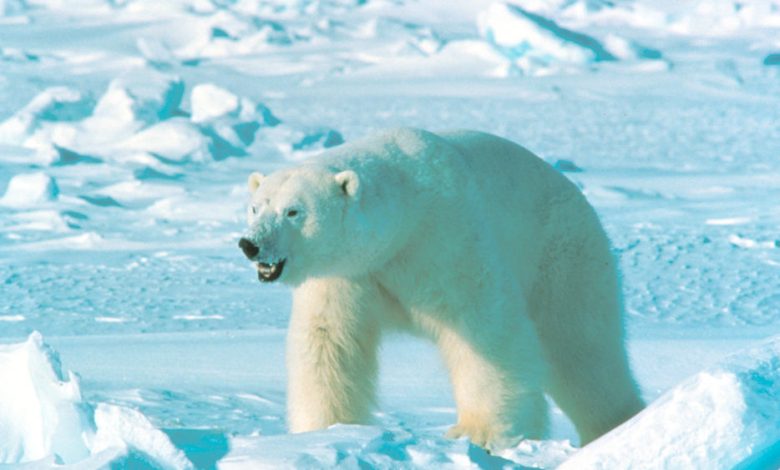 SAD: Na Aljasci polarni medvjed ubio ženu i dijete