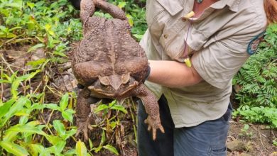 Photo of Divovska žaba pronađena u Australiji: Možda je najveća na svijetu