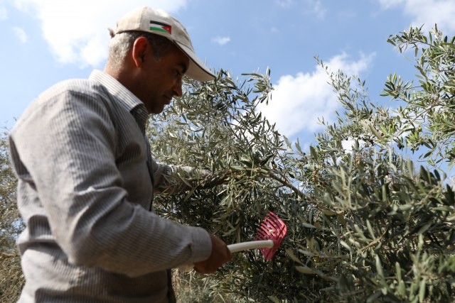 Dugotrajna suša ugrozila špansku industriju, maslinovo ulje postaje "luksuzni" proizvod