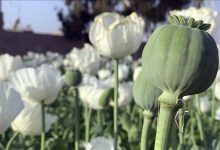 Photo of UN: Uzgoj opijuma u Mijanmaru veći za 33 posto nakon vojnog preuzimanja vlasti