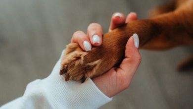 Photo of Znate li da i psi mogu biti dešnjaci i ljevaci?