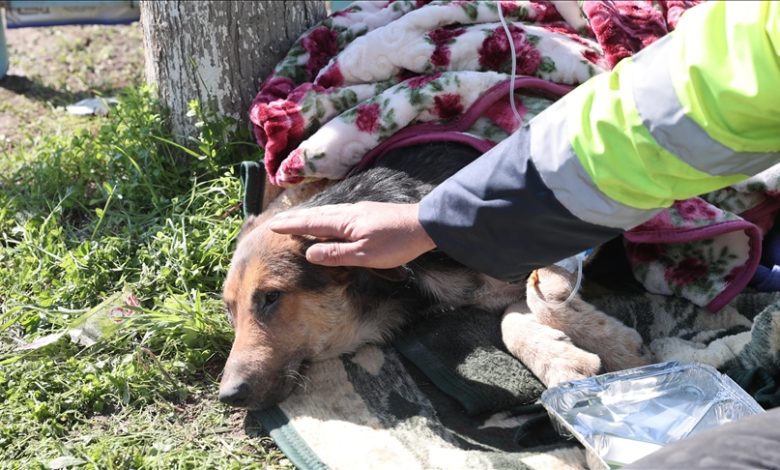 Volonteri u Turkiye spasili psa iz ruševine 55 sati nakon zemljotresa
