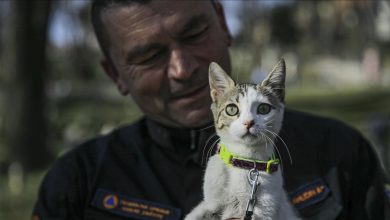 Photo of Bh. spasilac udomio mačku iz Turkiye: Nazvao je po djevojčici koja je spašena iz ruševina nakon 248 sati