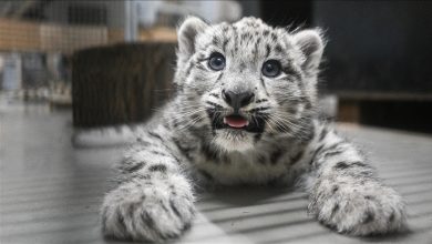 Photo of Poljska: Mladunčad snježnog leoparda u zoološkom vrtu u Wroclawu