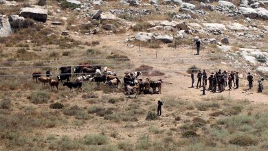 Photo of Jevrejska naselja na Zapadnoj obali čine život palestinskim poljoprivrednicima nepodnošljivim