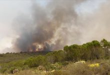 Photo of Alžir: Ugašeno više velikih šumskih požara, bez žrtava