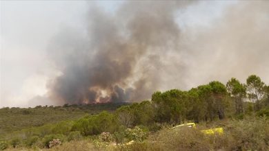 Photo of Alžir: Ugašeno više velikih šumskih požara, bez žrtava