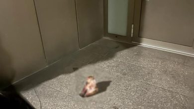 Photo of Austrija: Na ulazu u džamiju u Grazu ostavljena svinjska glava