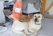 Photo of Turkiye: Neobično prijateljstvo psa i mačke