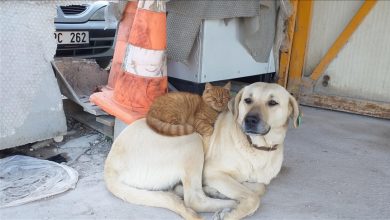 Photo of Turkiye: Neobično prijateljstvo psa i mačke