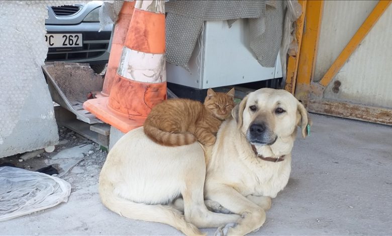 Turkiye: Neobično prijateljstvo psa i mačke