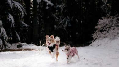 Photo of Kako zaštititi šape psa tokom zime