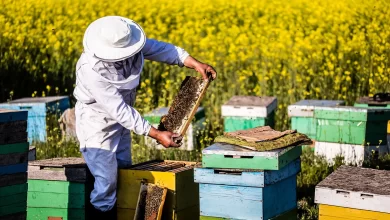 Photo of Zastrašujuća smrt pčela, kolonije su u opasnosti od izumiranja