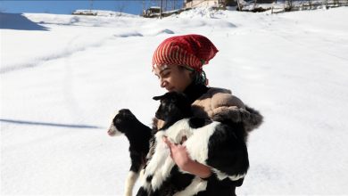 Photo of Ljubav prema životinjama: “Turska Heidi” poslije škole kao pastirka čuva ovce i koze
