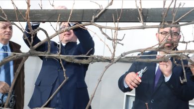 Photo of U Srebreniku se nalazi Stara trta, najstarija vinova loza upisana u Guinnessovu knjigu rekorda
