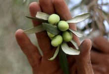 Photo of INFOGRAFIKA – U posljednjih 20 godina u izraelskim napadima uništeno 800.000 palestinskih stabala masline