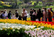 Photo of Otvoren Keukenhof, jedan od najvećih vrtova tulipana u svijetu