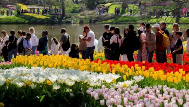 Photo of Otvoren Keukenhof, jedan od najvećih vrtova tulipana u svijetu