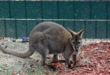 Photo of Kengur Dragan atrakcija prihvatilišta za napuštene životinje kod Niša