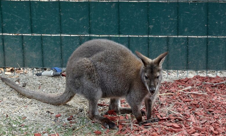 Kengur Dragan atrakcija prihvatilišta za napuštene životinje kod Niša Kengur Dragan atrakcija prihvatilišta za napuštene životinje kod Niša